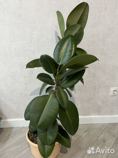 Фикус бенджамина