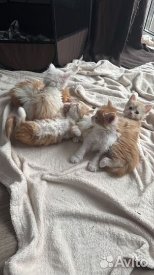 Котята мейн-кун