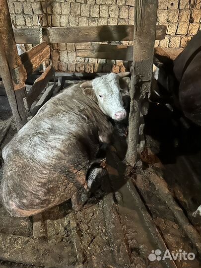 Бычки на мясо