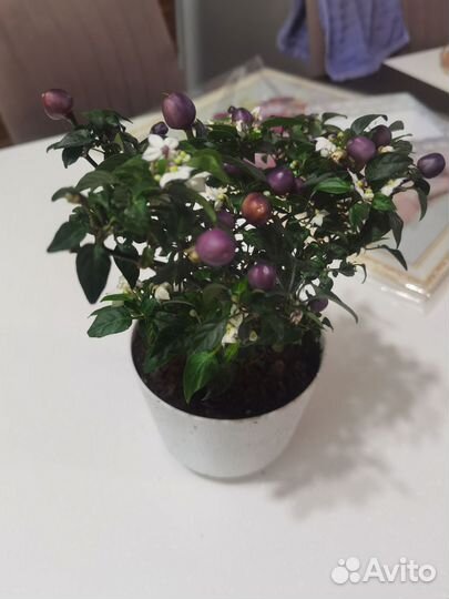 Перец декоративный острый комнатный