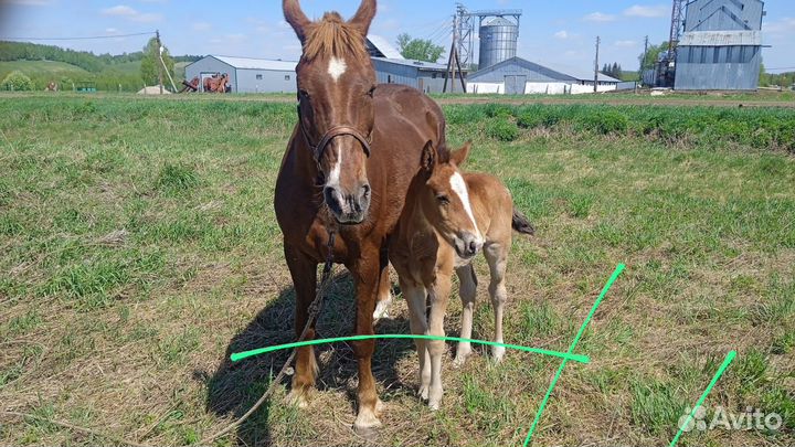 Кобыла с жеребенком
