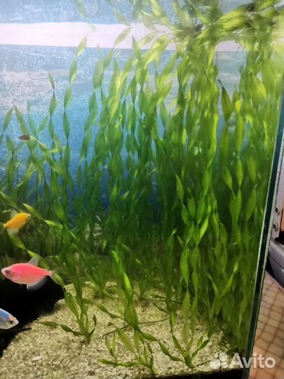 Водоросли для аквариума