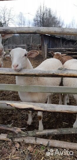 Катумские овцы и ягнята