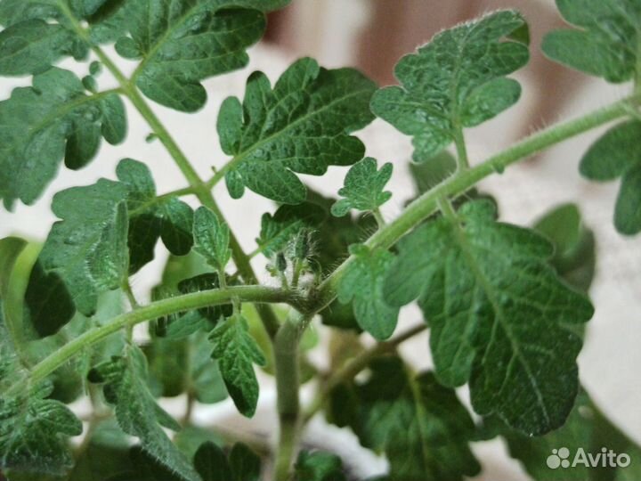 Рассада помидор