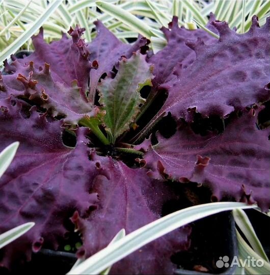 Растения для альпинария