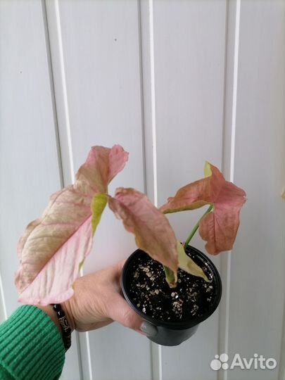 Сингониум neon пинк