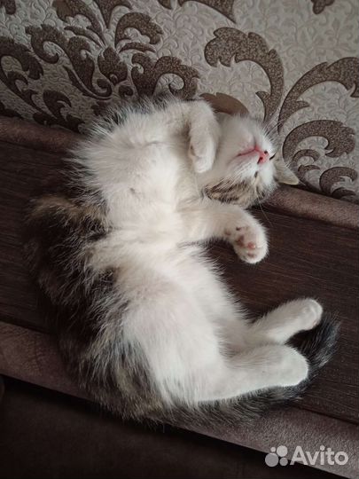 Отдам котенка в добрые руки