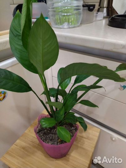 Спатифиллум женский цветок