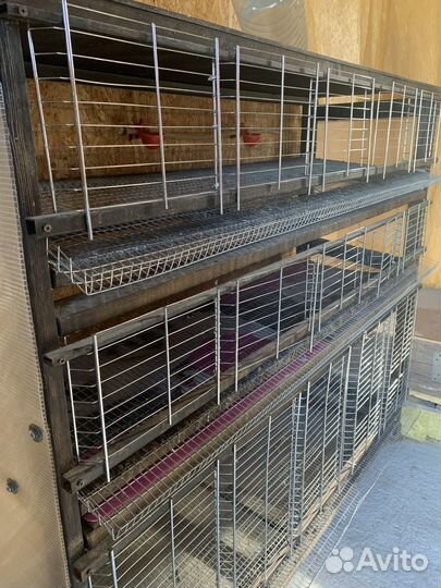 Клетка для перепелов и кур (переносная)