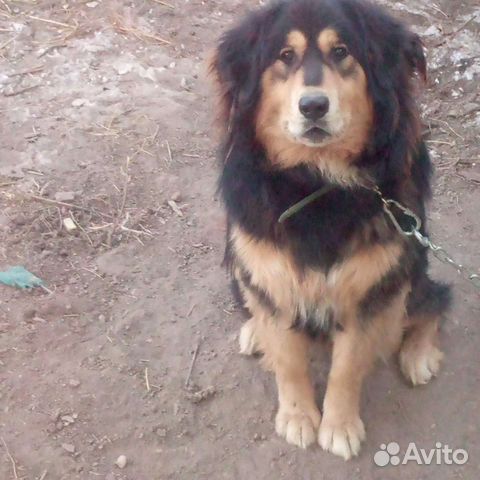 Вязка банхар