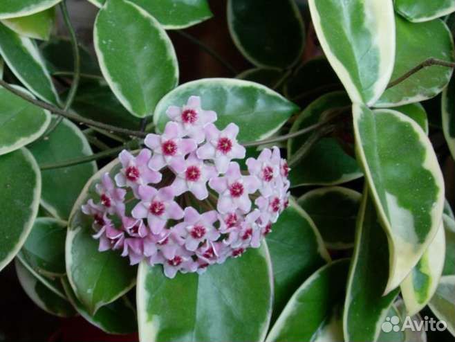 Хойи разных сортов