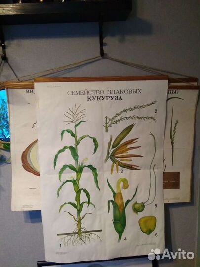 Плакаты винтажные(школьные СССР)