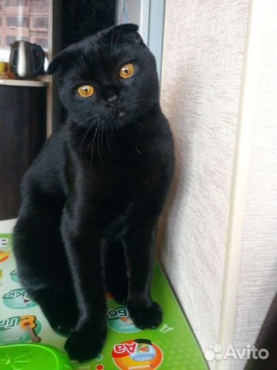 Отдам котят