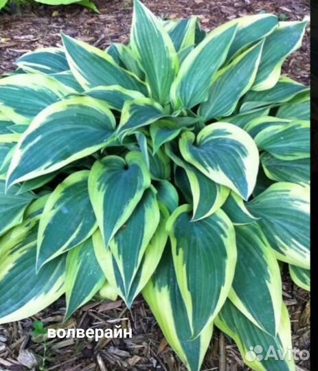 Цветы многолетник хоста гейхера