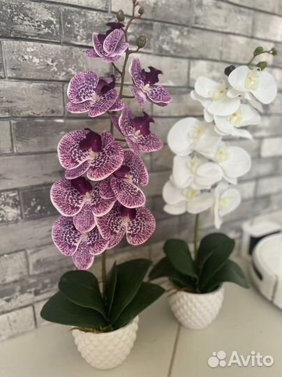 Орхидея фаленопсис