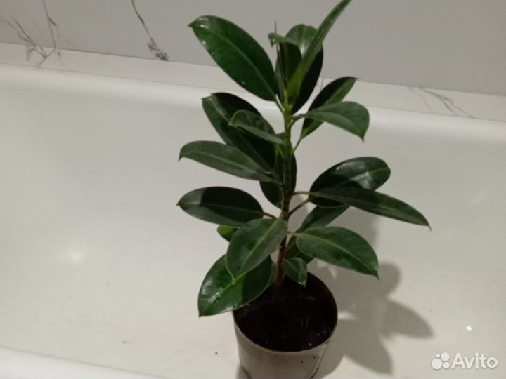 Фикус с горшком