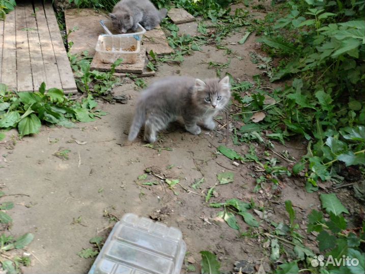 Котята в добрые руки бесплатно