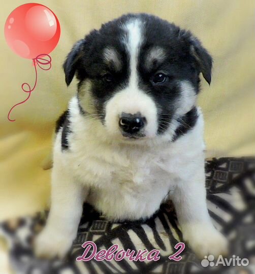 Щенки метис американской акиты