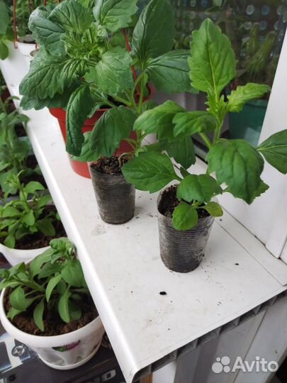 Рассада астры, цинерария, и другие