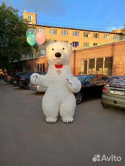 Белый мишка поздравление ростовой медведь аниматор