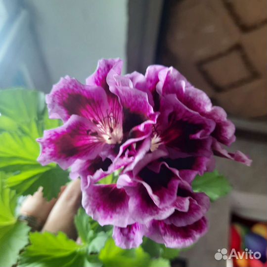 Герань пеларгония