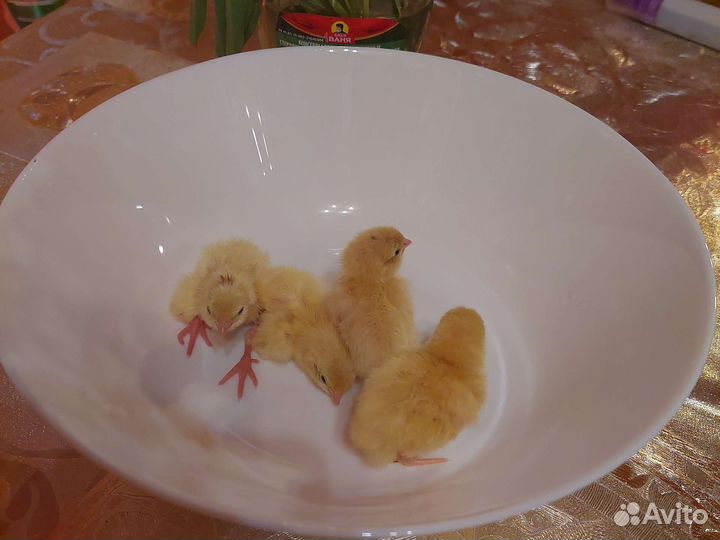 Радонежские перепела