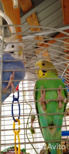 Волнистый попугаи