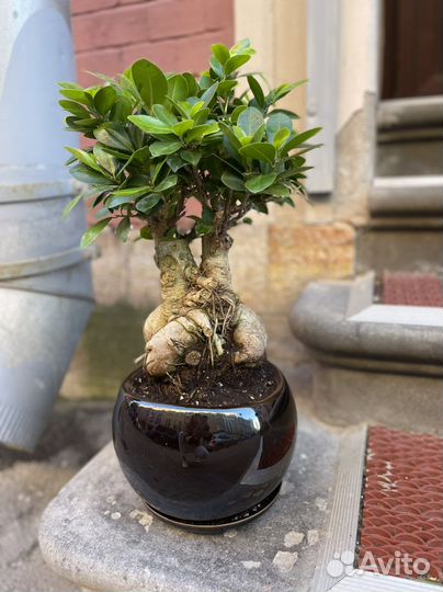 Бонсай в кашпо