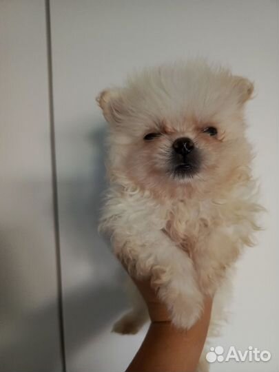 Щенки померанского шпица