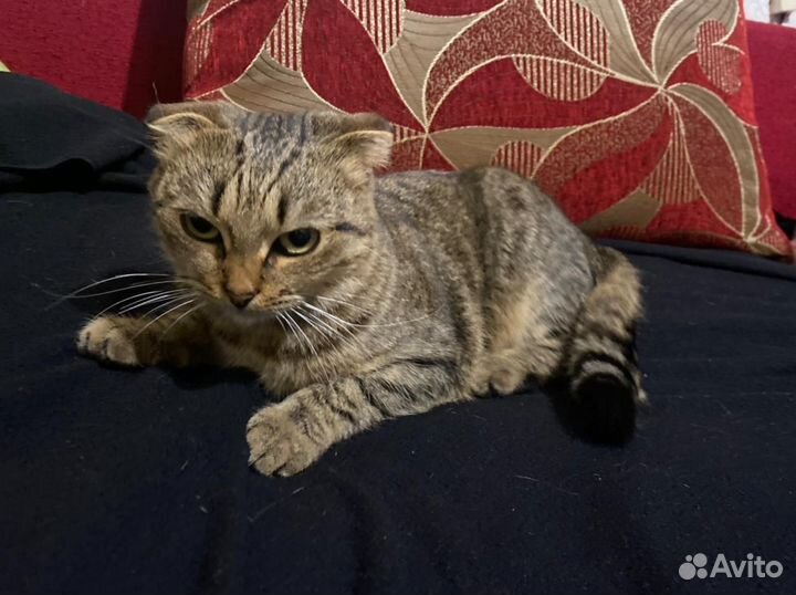 Кошка в заботливые руки