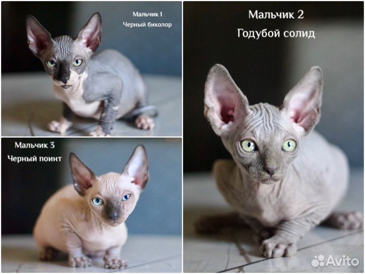 Канадский сфинкс. Мальчики