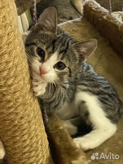 Ростовчанин Ромка