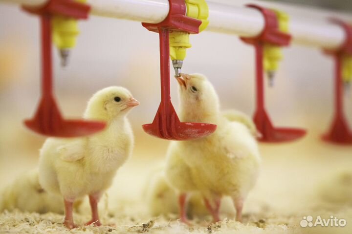 Упаковщик птицы