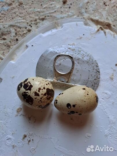 Перепелки техасский бройлер