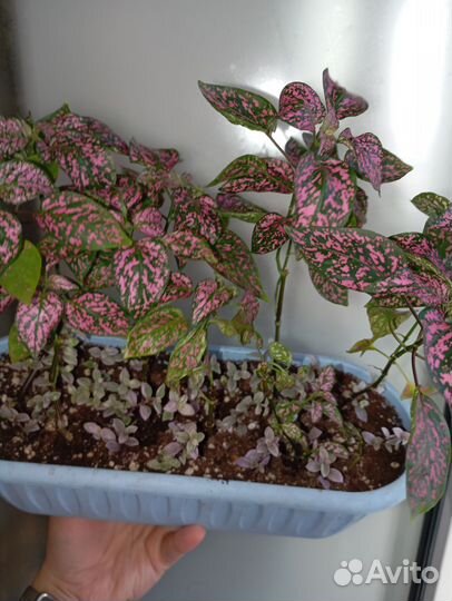 Гипоэстес+ каллизия