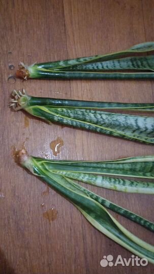 Сансевиерия