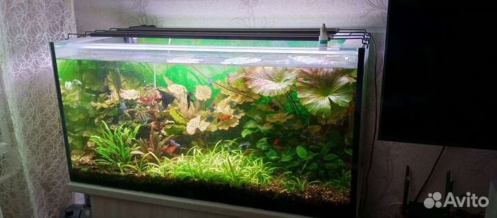 Аквариум