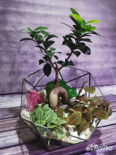 Флорариум Бонсай с живыми растениями