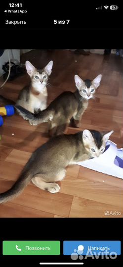 Котята Чаузи