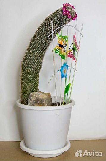 Большой кактус Mammillaria spinosissima