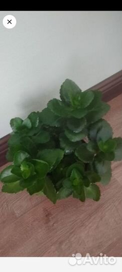 Каландива Оранжевая