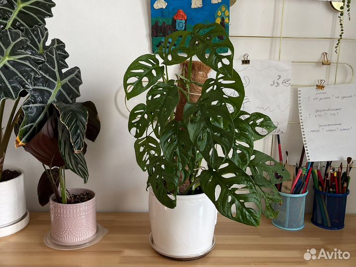 Монстера Манки маск