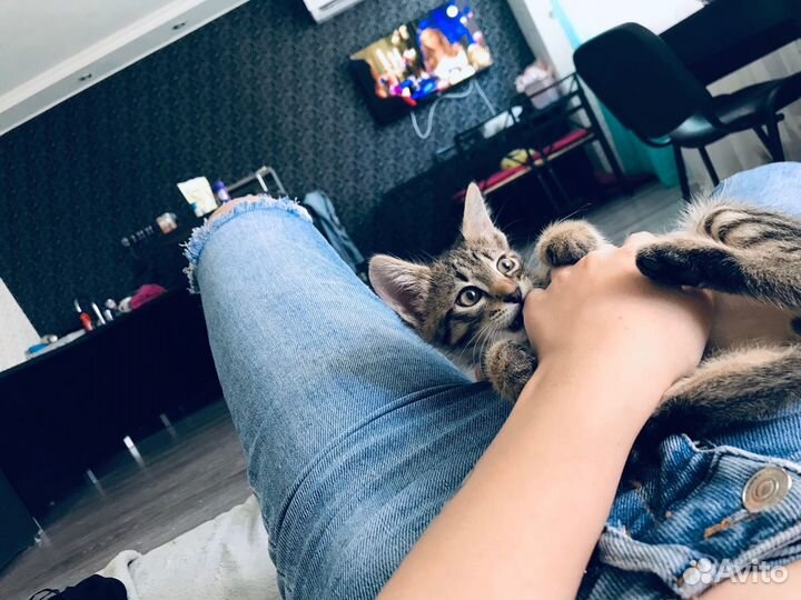 Передержка домашних животных