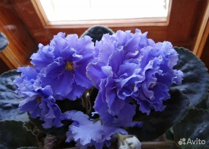 Фиалки узамбарские