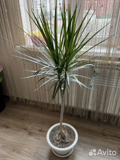 Пальма драцена