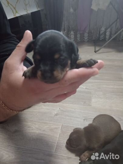 Той-терьер щенки