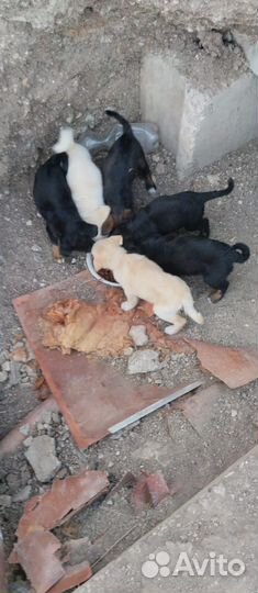 Щенки (щенок) В добрые руки 1 месяц