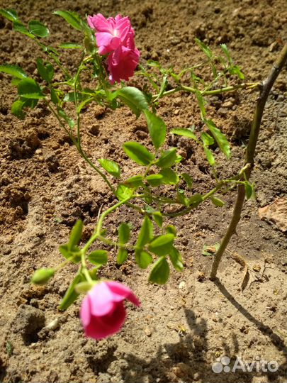 Саженец розы плетистой