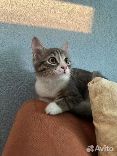Маленький котенок в самые добрые руки