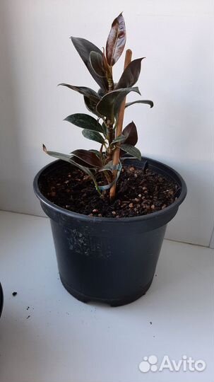 Фикус каучуконосный